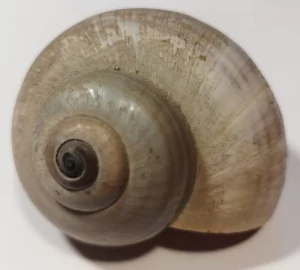 Close-up image of shell