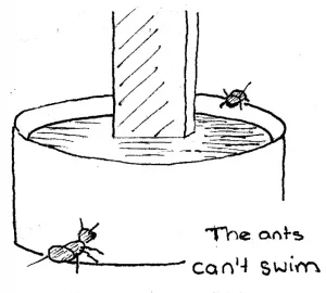 Pictures shows ants at water's edge.